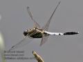 Orthetrum_albistylum_ra7869