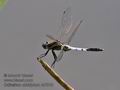 Orthetrum_albistylum_ra7903