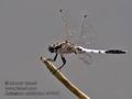 Orthetrum_albistylum_ra7906