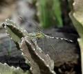 Orthetrum_brachiale_db7056