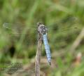 Orthetrum_brunneum_ab8358