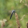 Orthetrum_brunneum_ai5120