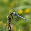 Orthetrum_brunneum_ai5129