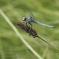 Orthetrum_brunneum_ai5183