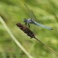 Orthetrum_brunneum_ai5185