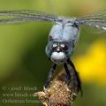 Orthetrum_brunneum_ai5193