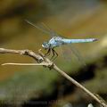 Orthetrum_brunneum_al3122