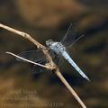 Orthetrum_brunneum_al3139