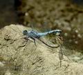 Orthetrum_brunneum_al3153