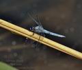 Orthetrum_brunneum_bo2024