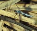 Orthetrum_brunneum_bo2029