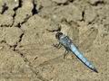 Orthetrum_brunneum_bu9494