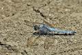 Orthetrum_brunneum_bu9546