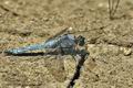 Orthetrum_brunneum_bu9550