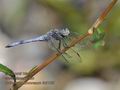 Orthetrum_brunneum_fc9155