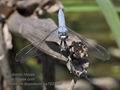 Orthetrum_brunneum_pa7031487