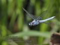 Orthetrum_brunneum_pa7031518