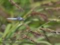 Orthetrum_brunneum_pa7031717