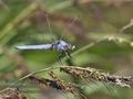 Orthetrum_brunneum_pa7031719