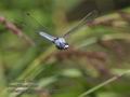 Orthetrum_brunneum_pa7031724