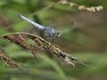 Orthetrum_brunneum_pa7031808