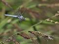 Orthetrum_brunneum_pa7031852