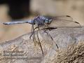 Orthetrum_brunneum_pb080827