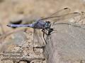 Orthetrum_brunneum_pb080890