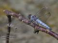 Orthetrum_brunneum_pf3632