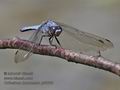 Orthetrum_brunneum_pf3668