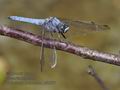 Orthetrum_brunneum_pf3677