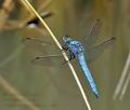 Orthetrum_brunneum_pi3564