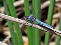 Orthetrum_brunneum_pi3574