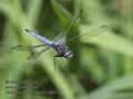 Orthetrum_brunneum_ra9515