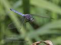 Orthetrum_brunneum_ra9535