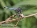 Orthetrum_brunneum_ra9570