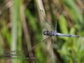 Orthetrum_brunneum_ra9631