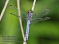 Orthetrum_brunneum_ra9666