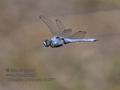 Orthetrum_brunneum_rb2571