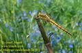 Orthetrum_cancellatum_2476