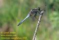 Orthetrum_cancellatum_2525