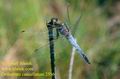 Orthetrum_cancellatum_2536