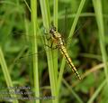 Orthetrum_cancellatum_ab3569