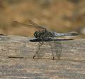 Orthetrum_cancellatum_ab5440