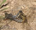 Orthetrum_cancellatum_ab5450