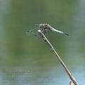 Orthetrum_cancellatum_ai1883