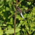 Orthetrum_cancellatum_bc7143