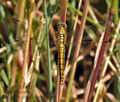 Orthetrum_cancellatum_bg1297