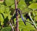 Orthetrum_cancellatum_bg1374