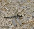 Orthetrum_cancellatum_bg3184